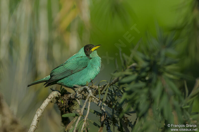 Green Honeycreeper male adult