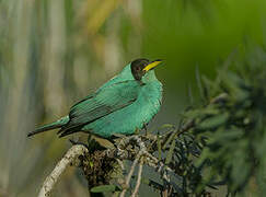 Green Honeycreeper