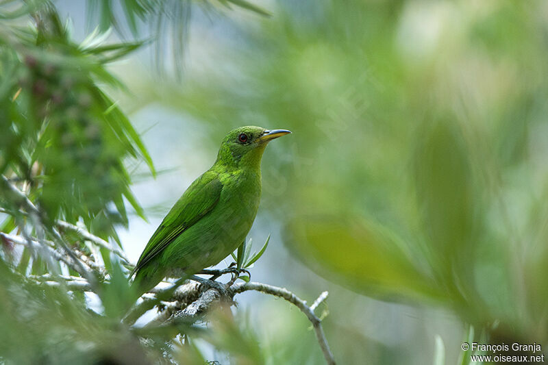 Green Honeycreeper female adult