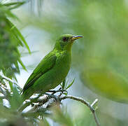 Green Honeycreeper