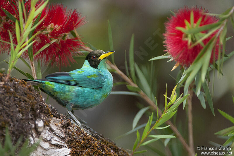 Green Honeycreeper male adult