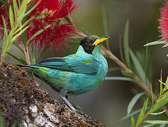 Green Honeycreeper