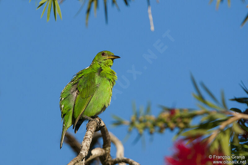 Green Honeycreeper female adult