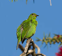 Green Honeycreeper