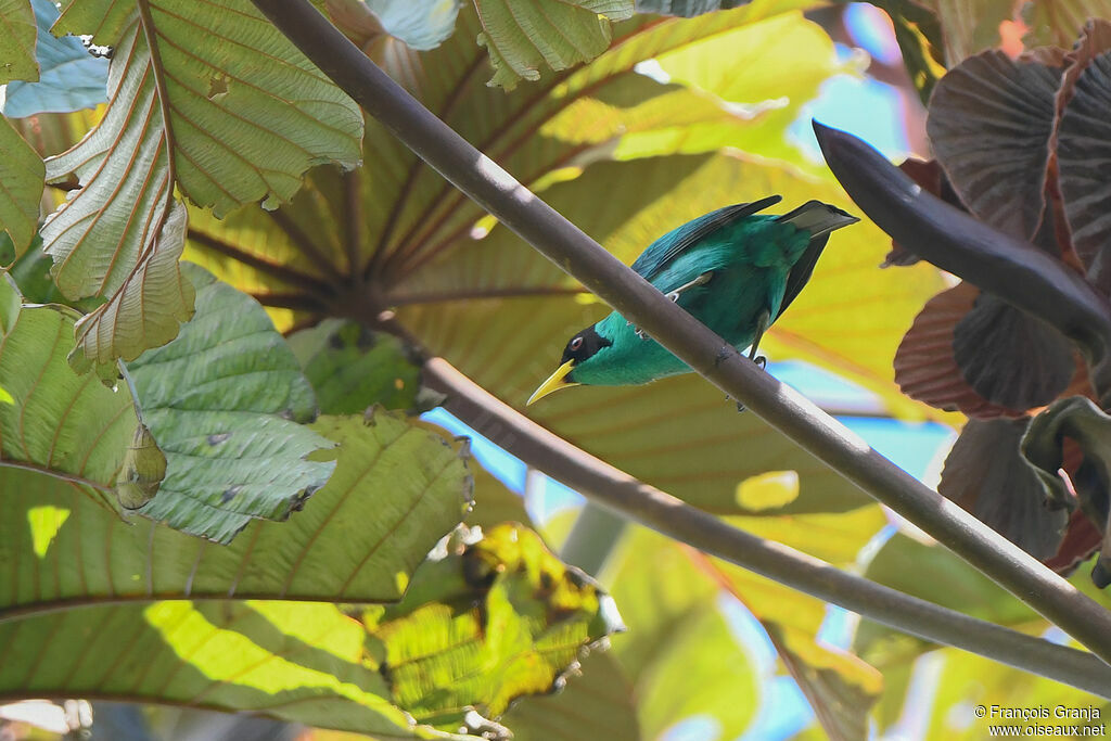 Green Honeycreeper