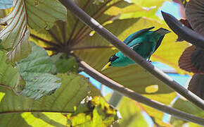 Green Honeycreeper