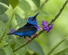 Red-legged Honeycreeper