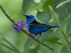 Red-legged Honeycreeper