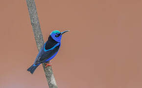 Red-legged Honeycreeper