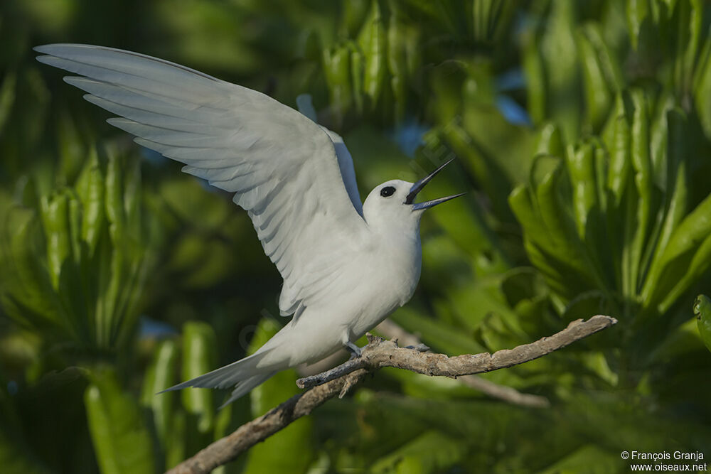 Gygis blancheadulte