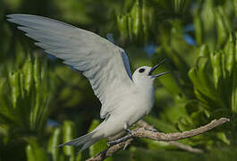 White Tern