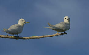 White Tern