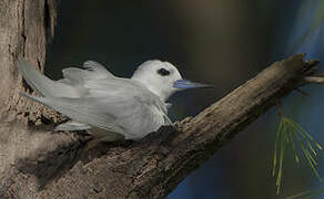 White Tern