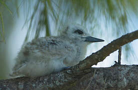 White Tern