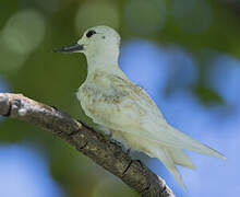 White Tern