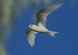 White Tern