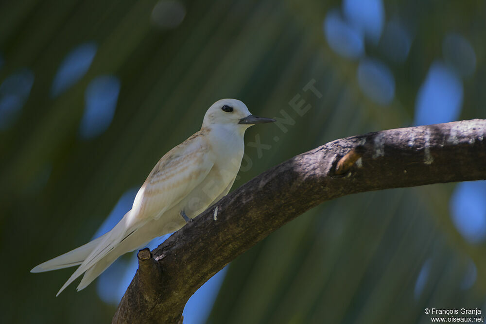 White Ternjuvenile