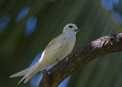 White Tern