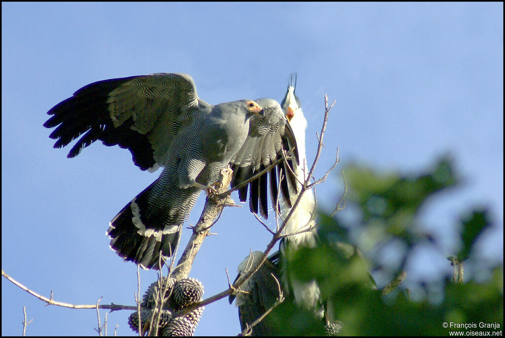 African Harrier-Hawkadult