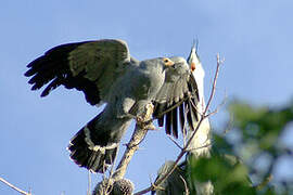 African Harrier-Hawk