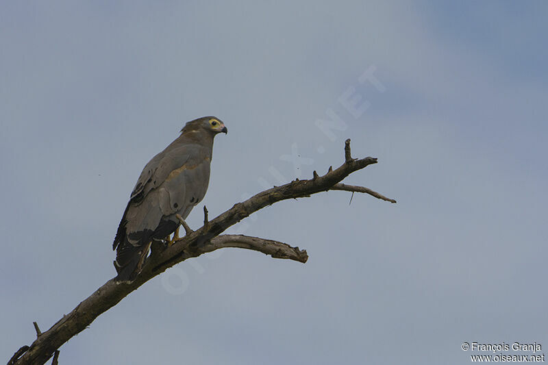 African Harrier-Hawk