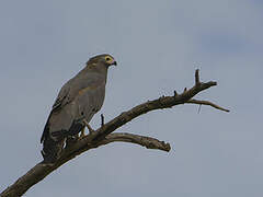 African Harrier-Hawk