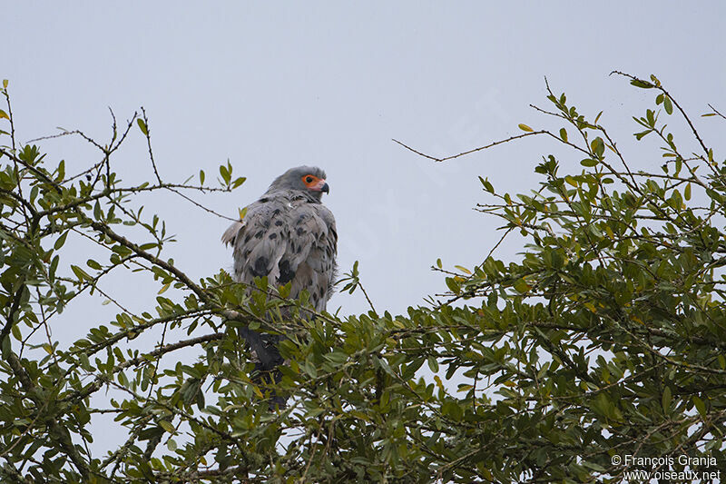 African Harrier-Hawkadult