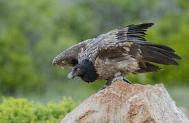 Bearded Vulture