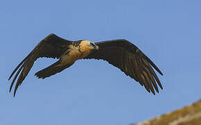 Bearded Vulture