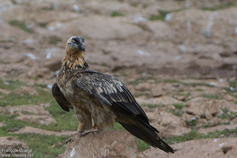 Gypaète barbuimmature, identification