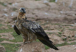 Bearded Vulture