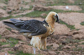 Bearded Vulture