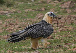 Bearded Vulture