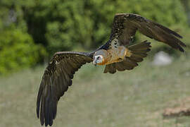 Bearded Vulture