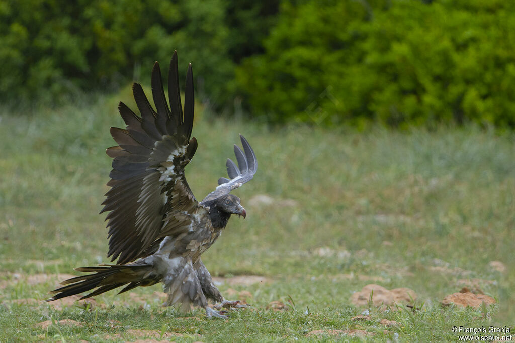 Bearded Vulture