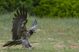 Bearded Vulture