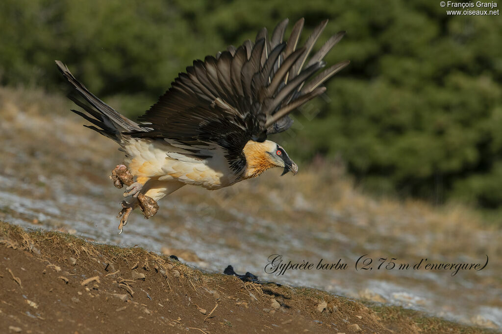 Bearded Vulture