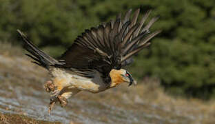 Bearded Vulture