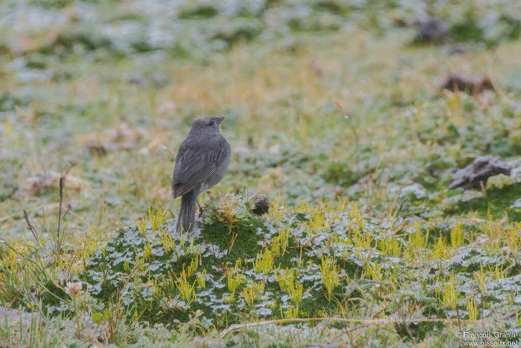Haplospize gris-de-plomb