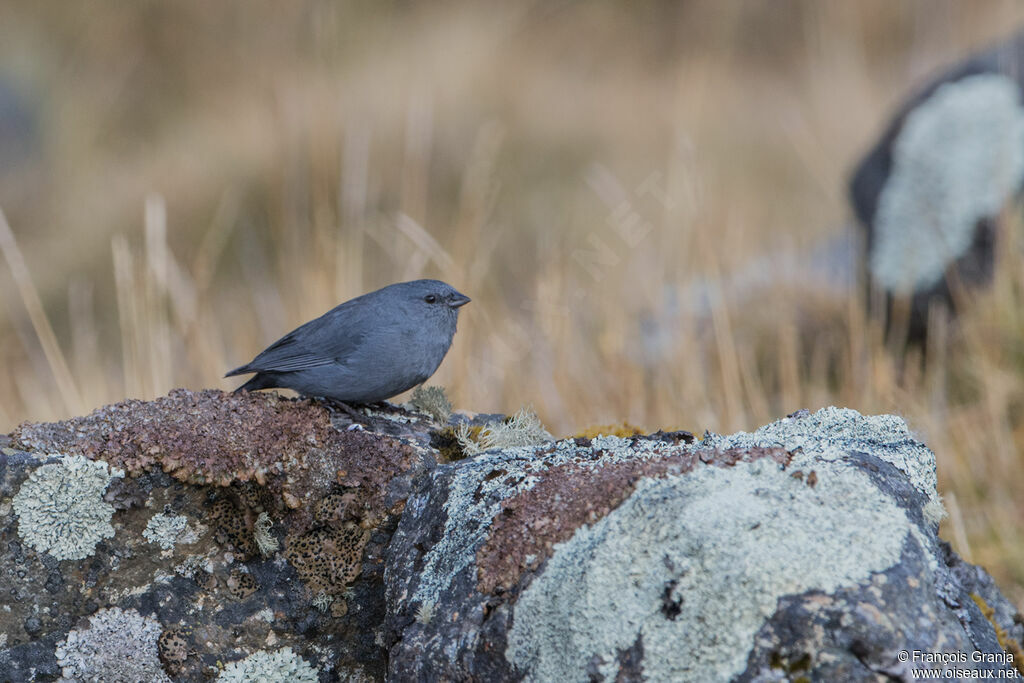 Haplospize gris-de-plomb