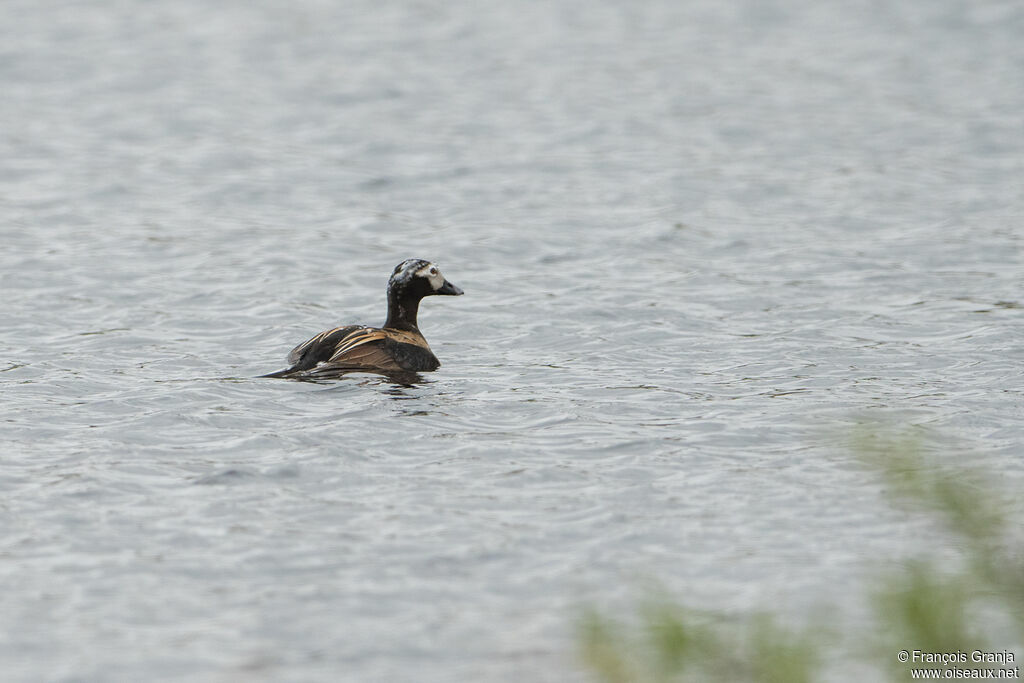 Long-tailed Duck