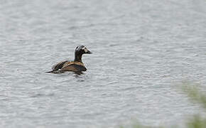 Long-tailed Duck