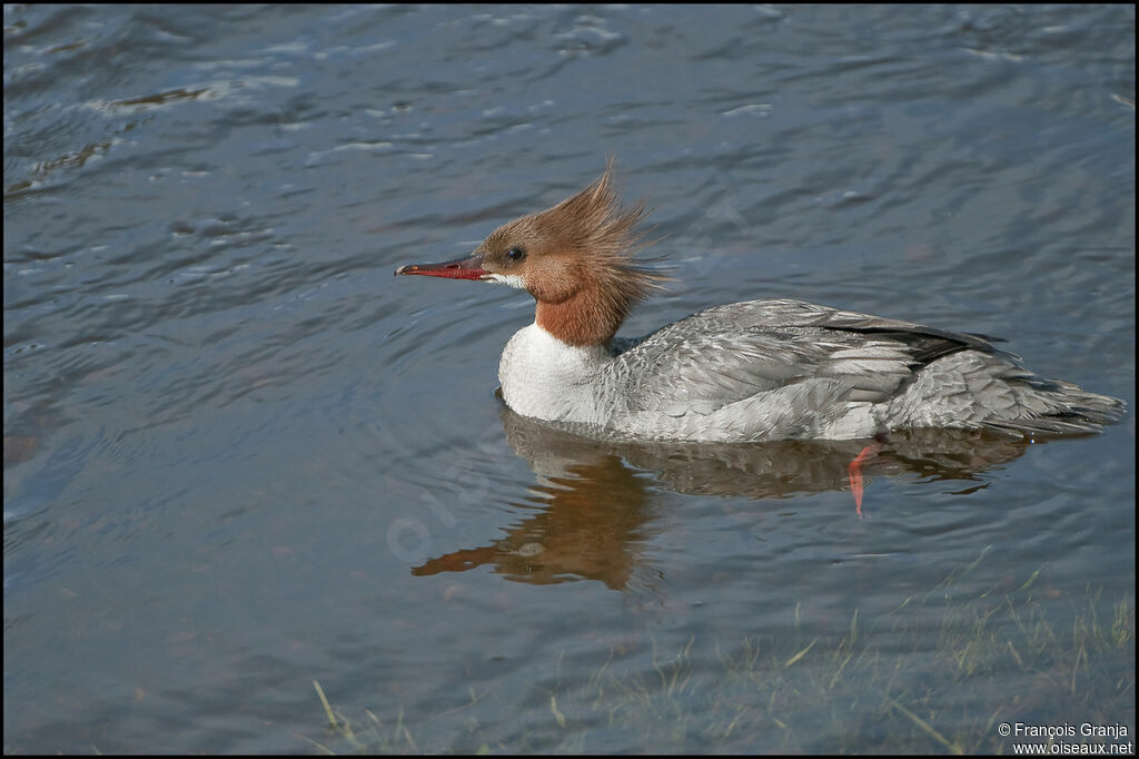 Common Merganser female adult