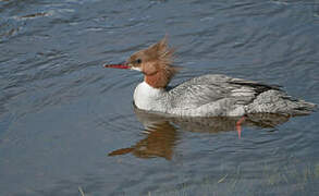 Common Merganser