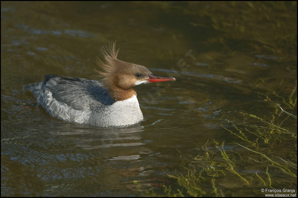 Common Merganser female