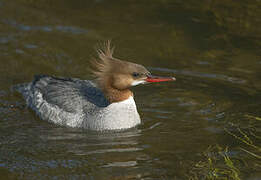 Common Merganser