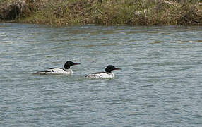 Common Merganser