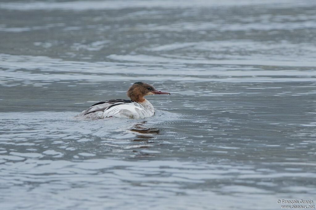 Common Merganser