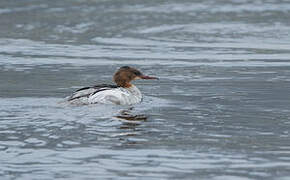 Common Merganser