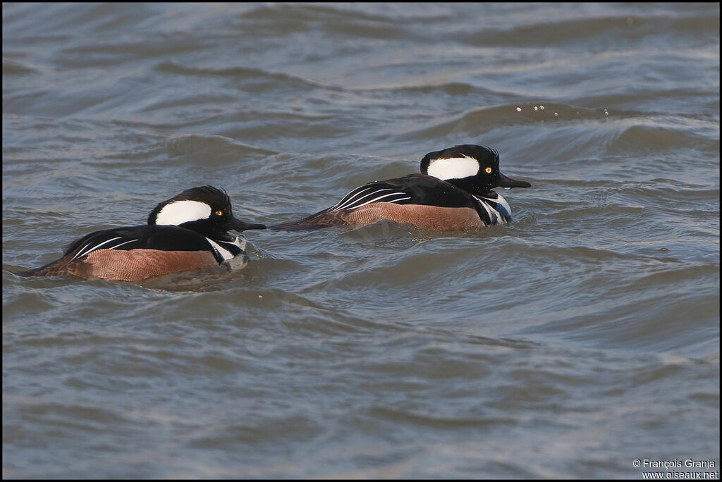 Hooded Merganseradult